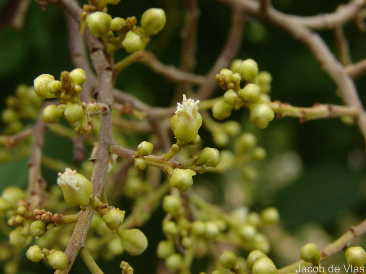 Sapindus emarginatus Vahl